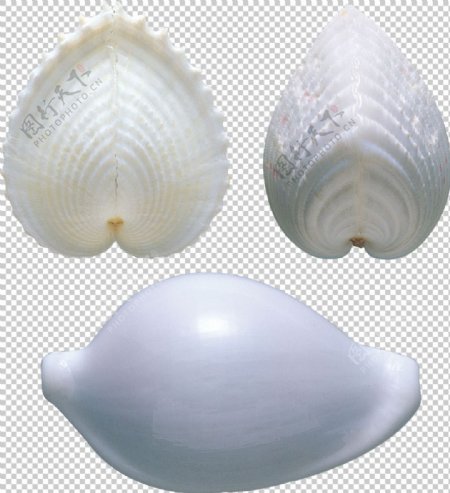 三个白色贝壳免抠png透明图层素材