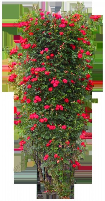 鲜艳红色花树植物PNG元素