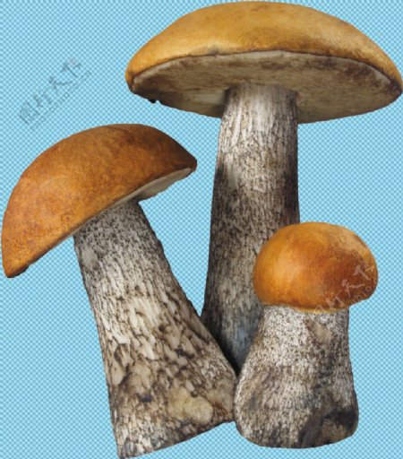 三维蘑菇图免抠png透明图层素材