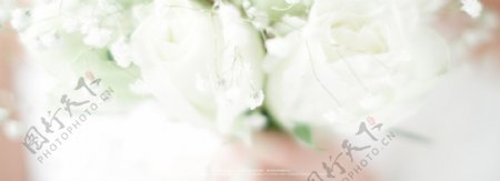 梦幻白色花朵banner背景素材