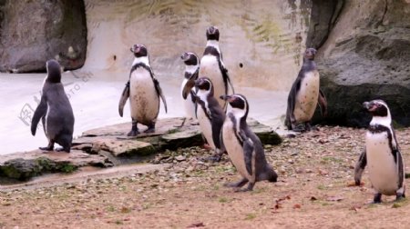 一群企鹅