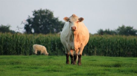 奶牛用相机观看