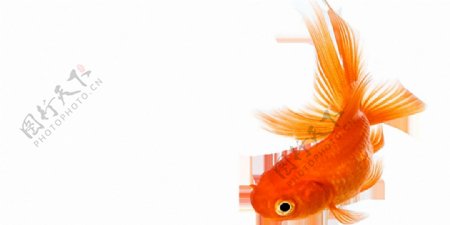 橙色的金鱼免抠png透明素材