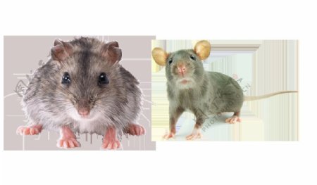 可爱老鼠免抠png透明图层素材