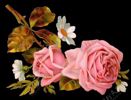 手绘逼真粉红色玫瑰png透明素材
