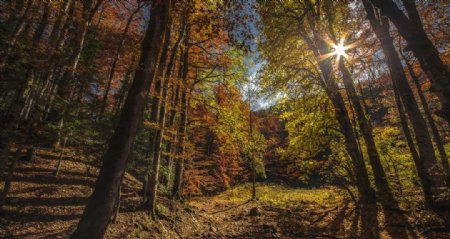黑山共和国公园森林秋季