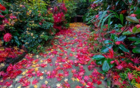 英格兰庭园秋季风景