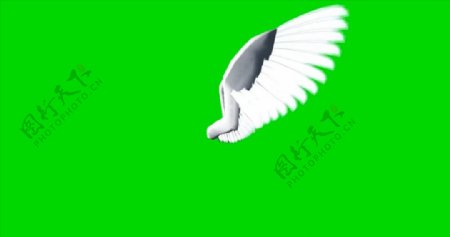 翅膀绿屏抠像视频素材