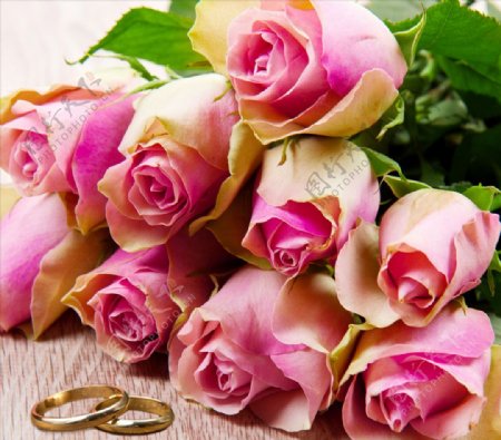粉红色玫瑰特写戒指花卉