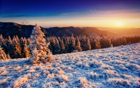 冬季雪松景观大自然