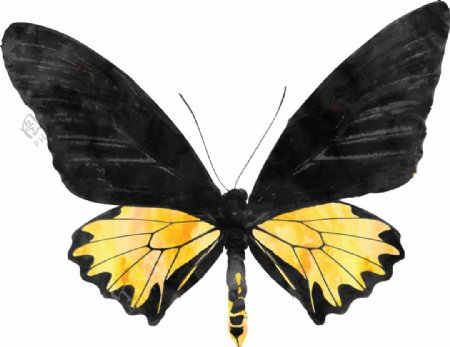 黑翅蝴蝶卡通透明装饰素材