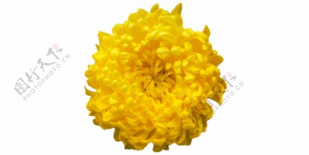 鲜艳黄色菊花免抠psd透明素材