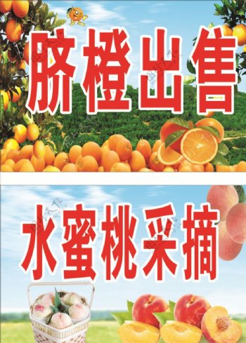 脐橙出售水蜜桃采摘