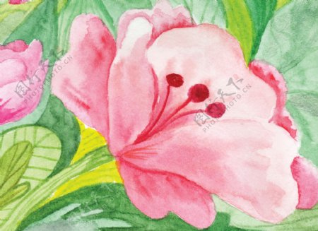 高贵粉色花卉卡通水彩透明素材
