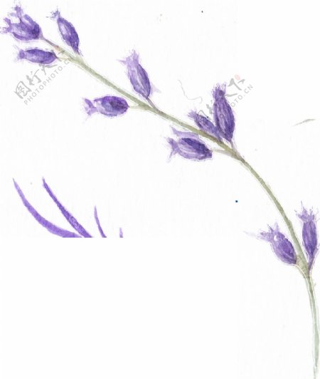 紫水花束卡通水彩透明素材