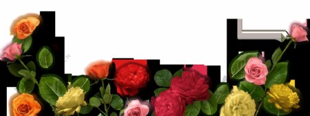 多彩玫瑰花朵png元素素材