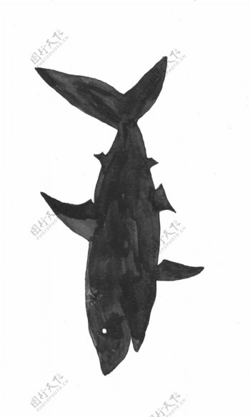 黑色鲨鱼卡通透明素材