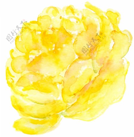 水黄花叶卡通透明素材