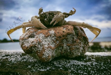 石头上的螃蟹