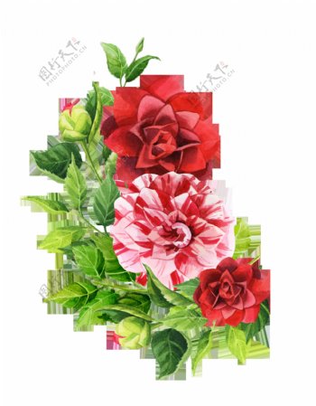 手绘三朵高贵的花朵PNG透明素材
