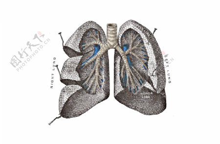 肺叶解剖图png元素
