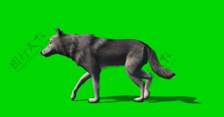 狼走路绿屏抠像视频素材