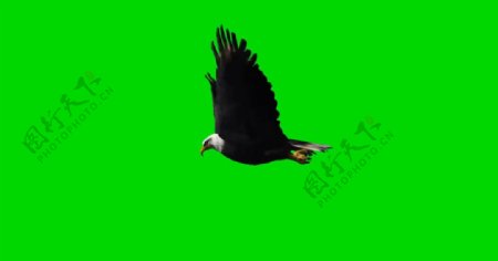老鹰飞翔绿屏抠像视频
