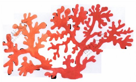 手绘一颗珊瑚png透明素材