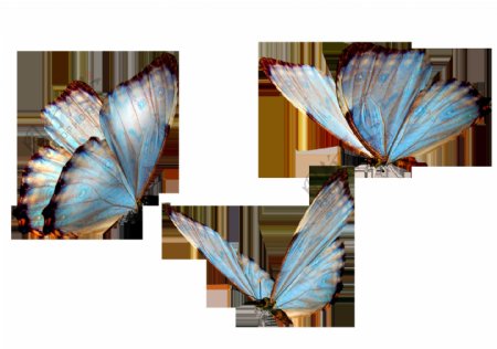 逼真蝴蝶手绘透明装饰素材