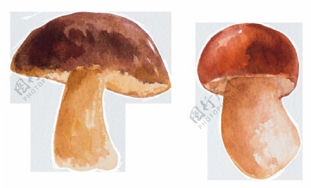 手绘水彩两朵蘑菇矢量素材