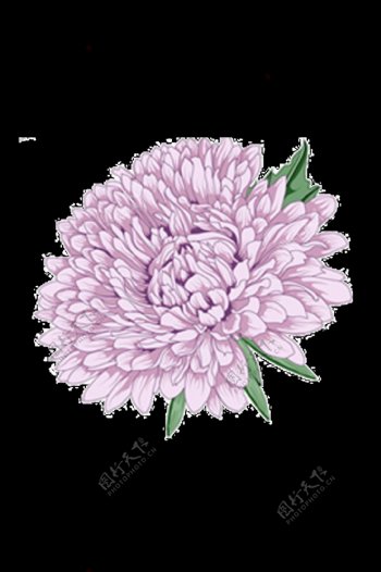 精致紫色手绘菊花装饰元素