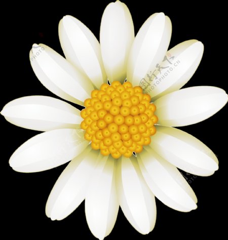 清新白色手绘菊花装饰元素