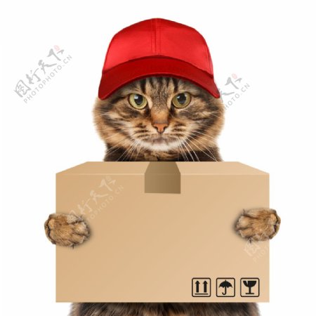 戴着帽子抱着箱子的萌猫