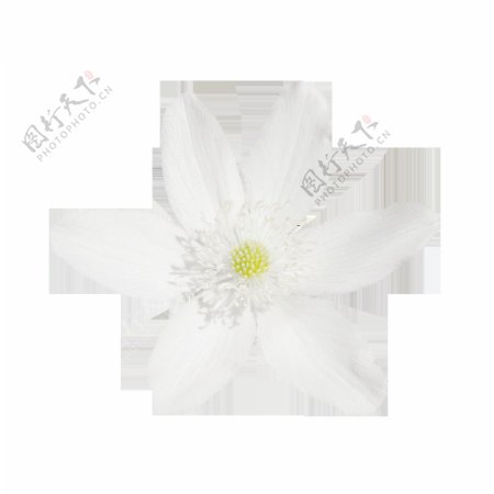 小清新白色花朵元素