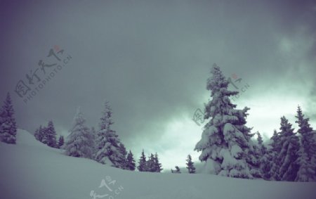 圣诞松树雪景