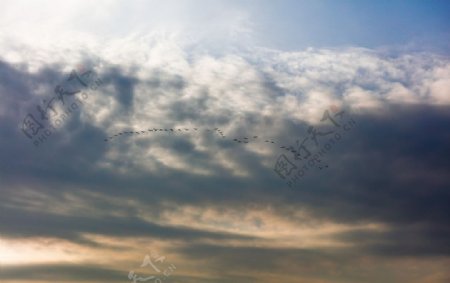 一群鸟在乌云下飞