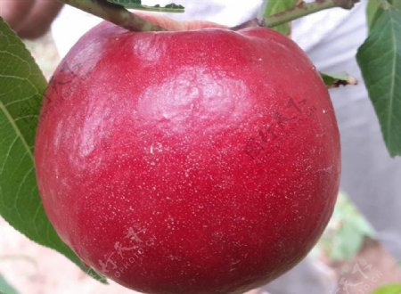 大红苹果苹果