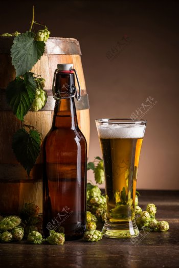 啤酒酿造啤酒花