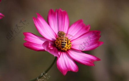 蜜蜂与波斯菊