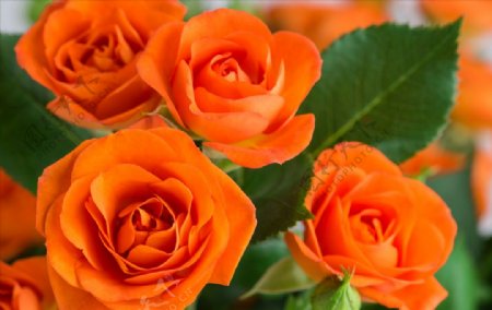 橙色玫瑰花卉