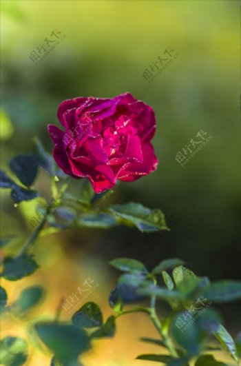 紫玫瑰花