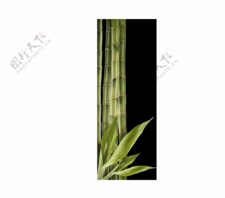 绿色竹子png元素