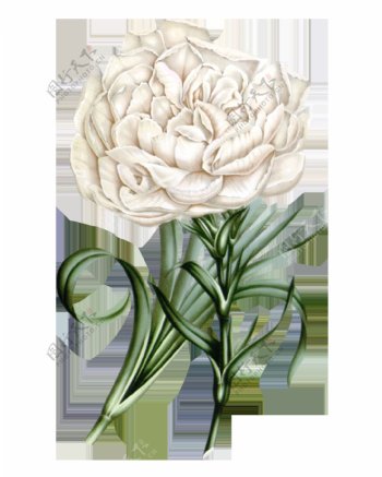 白色康乃馨实物花朵元素