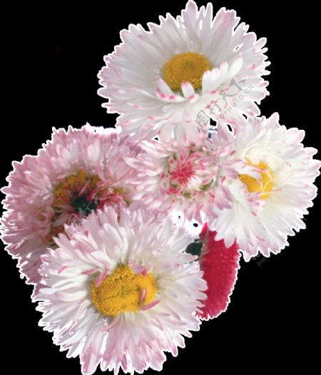 美丽白色手绘菊花产品实物