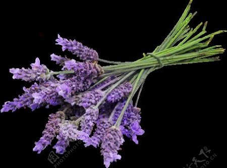 浪漫紫色花朵花束实物元素