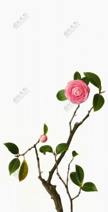 一枝玫瑰花花枝透明植物素材