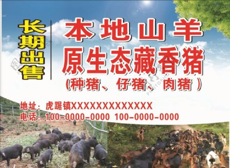 原生态藏香猪海报