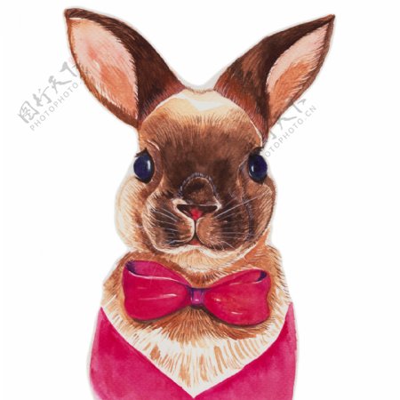 水彩绘可爱的兔子