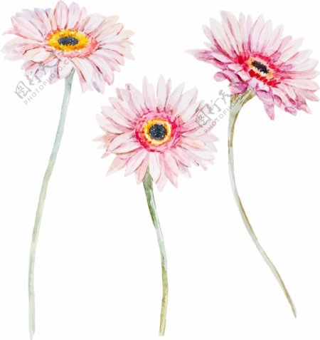粉色水彩绘雏菊插画