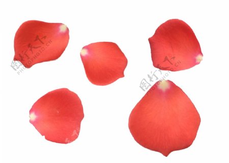 玫瑰花瓣素材红色分层
